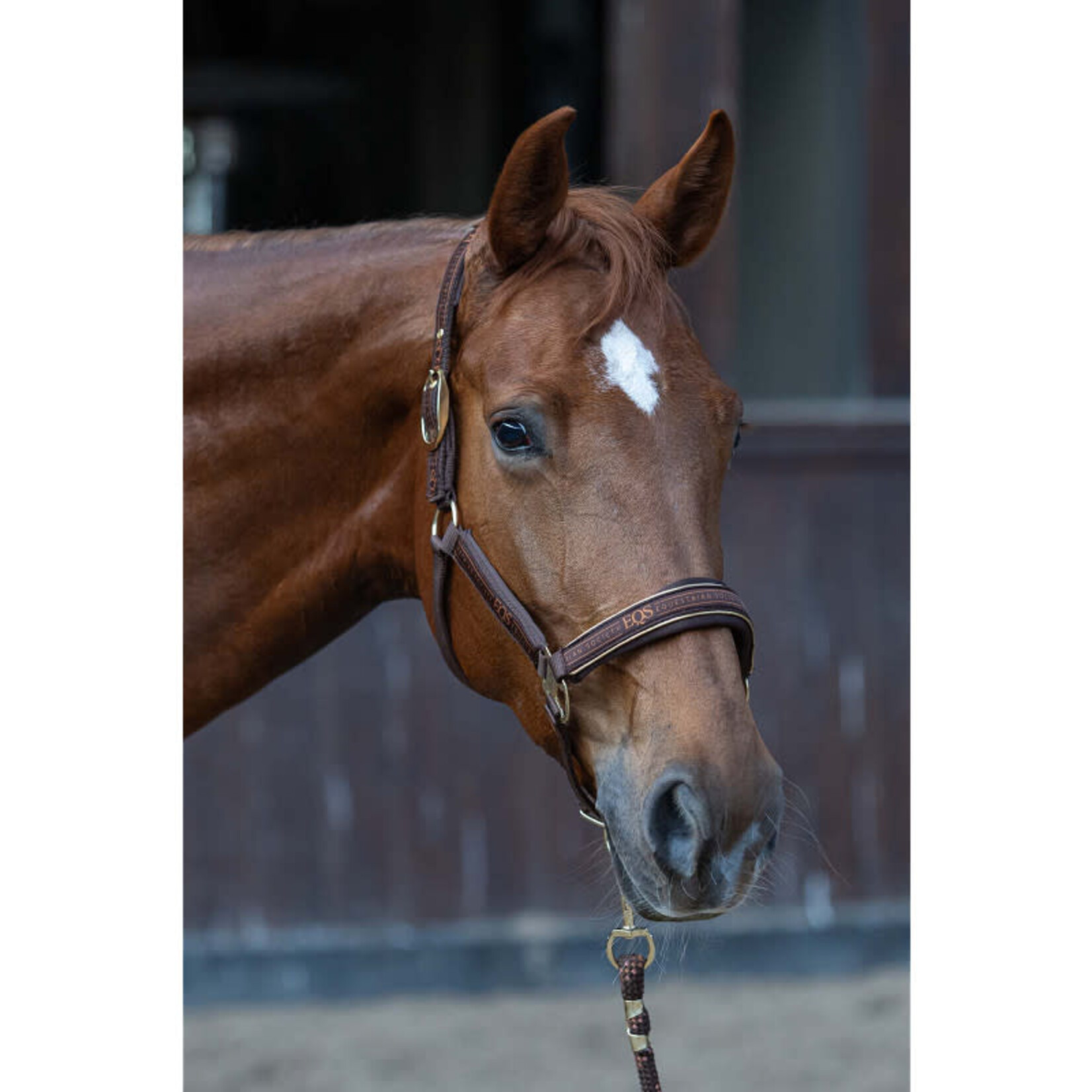 Harry's Horse Harry's Horse Halsterset EQS Bracken