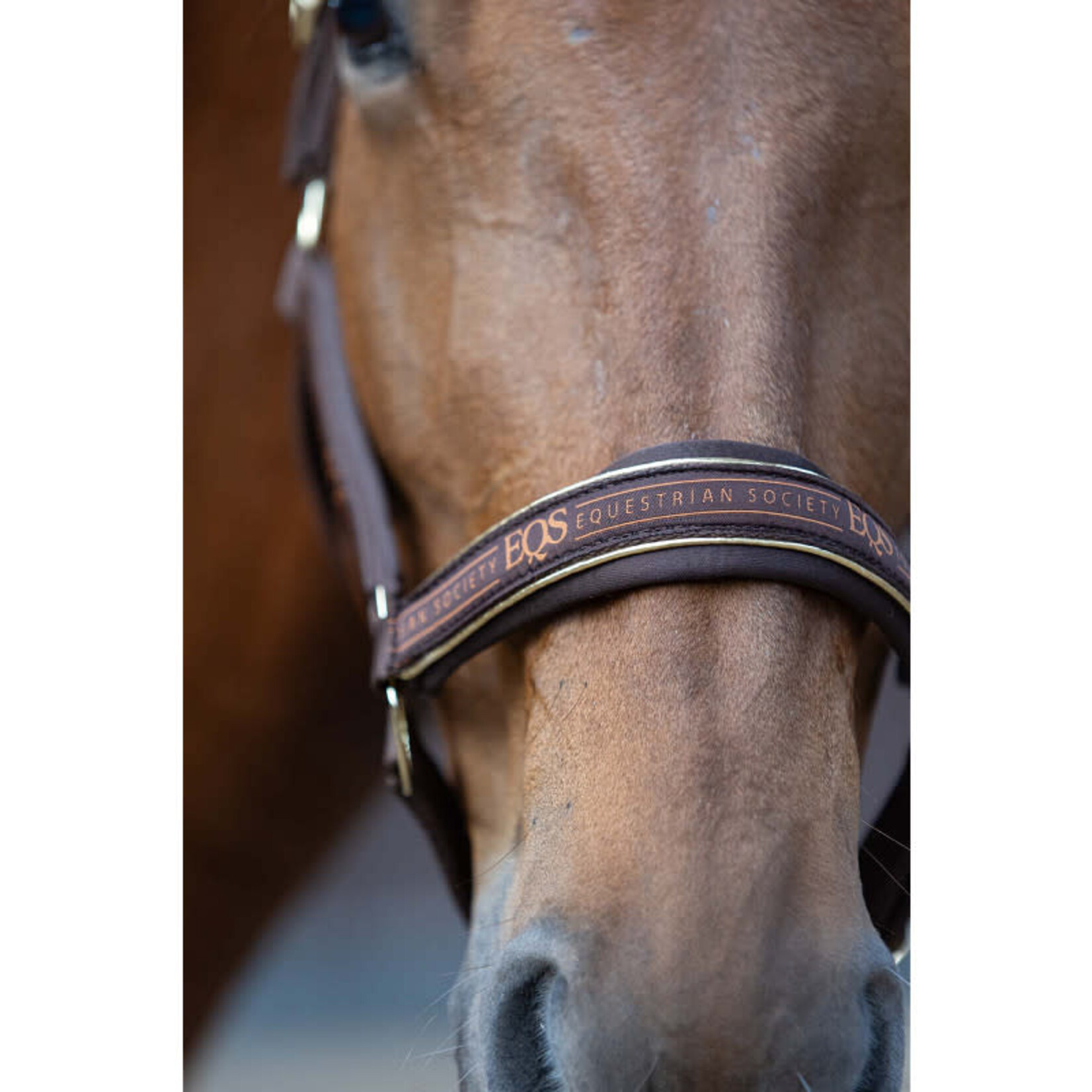 Harry's Horse Harry's Horse Halsterset EQS Bracken