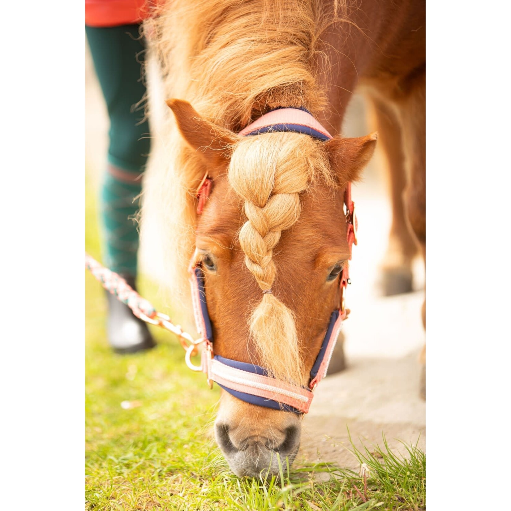 Harry's Horse Harry's Horse Halsterset Valli