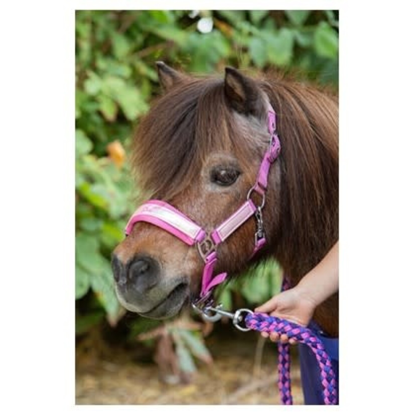 Harry's Horse Harry's Horse Halsterset Diva Violet
