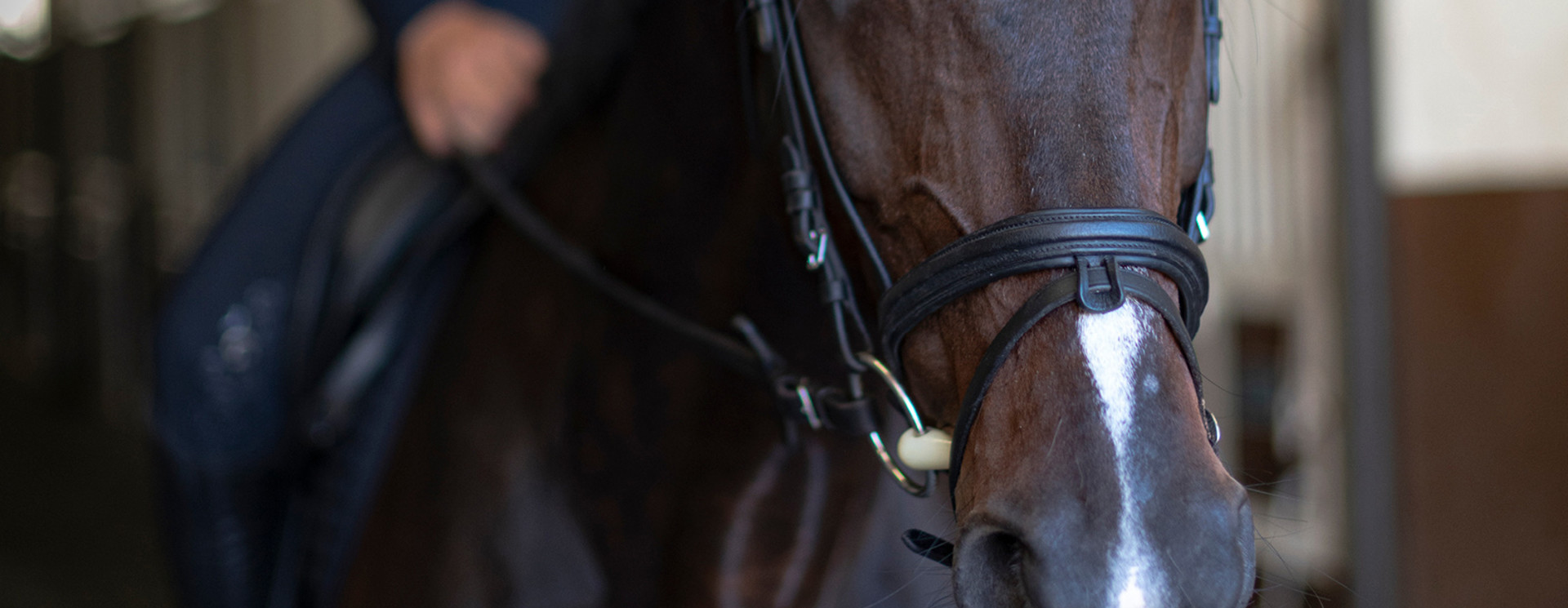 Bridle Spares