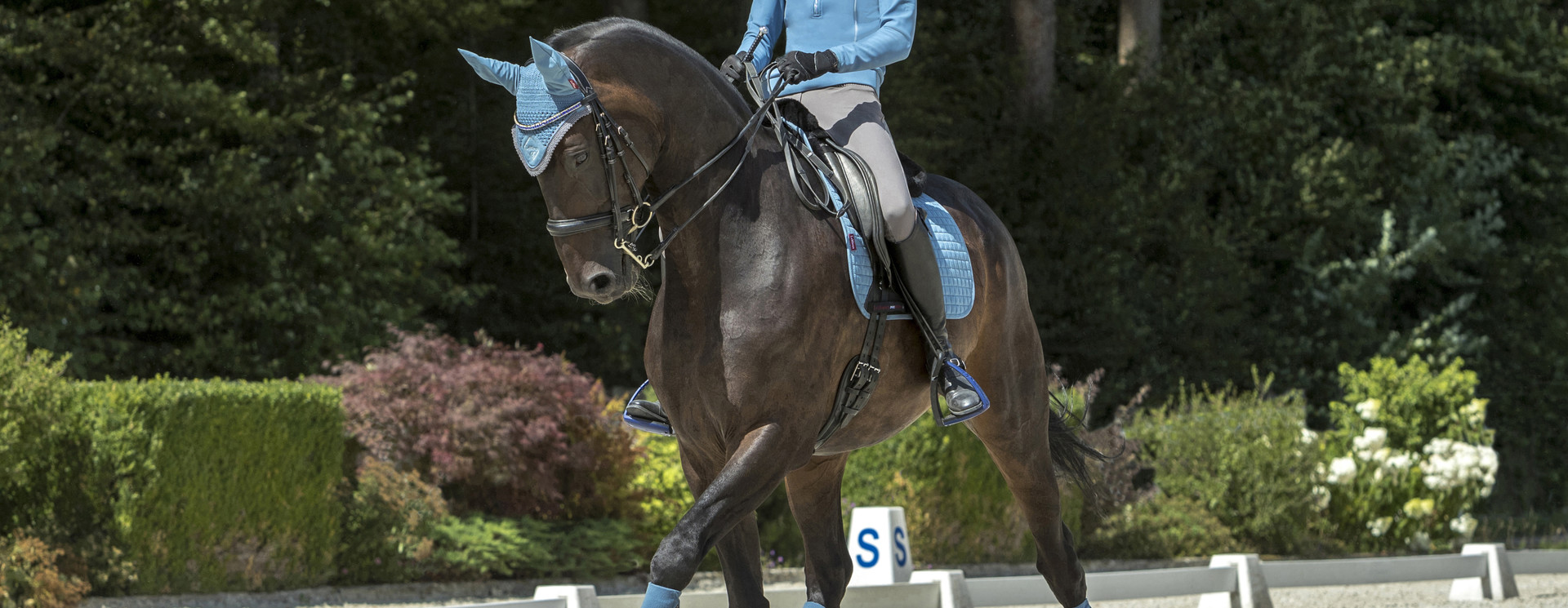 Dressage