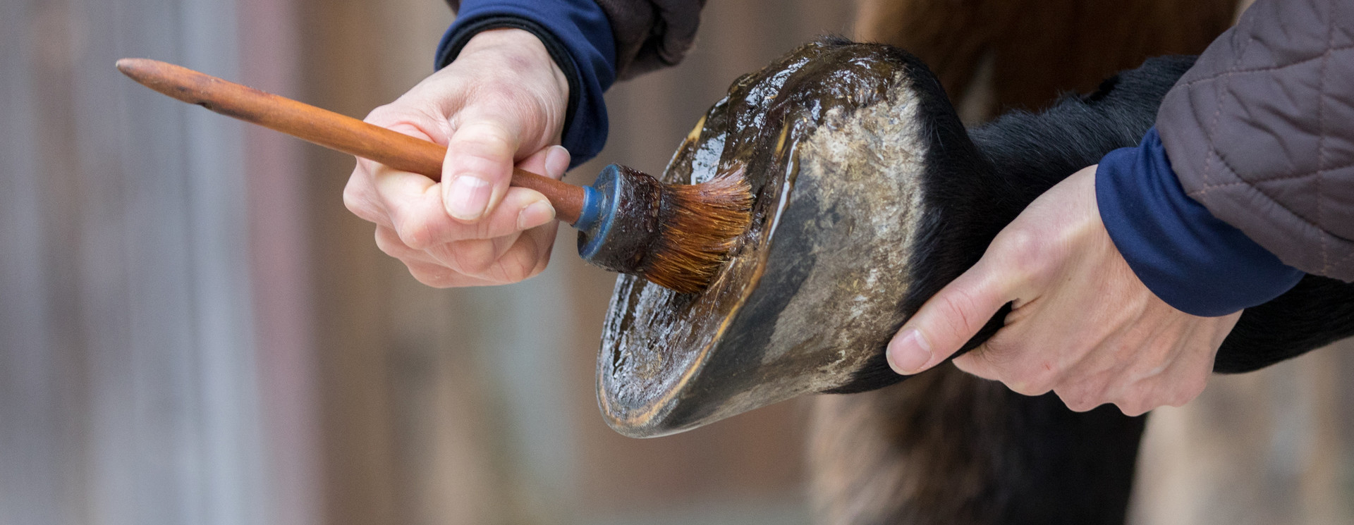Hoof Care