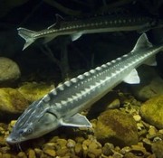 Diamantsteur 70-80cm