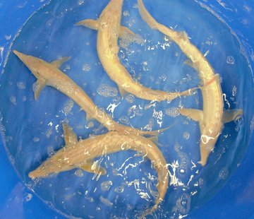 Albinosteur 50/60cm