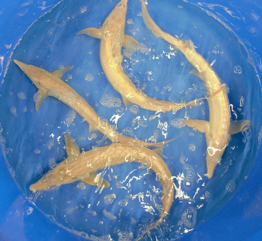 Albinosteur 50/60cm