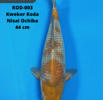Ochiba Koda