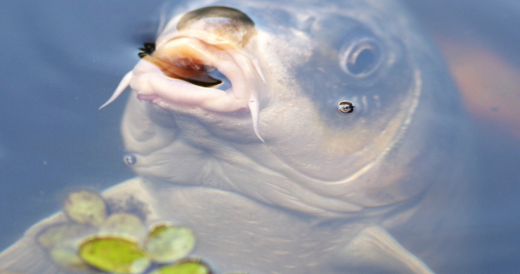 Buikwaterzucht herkennen en behandelen bij koi