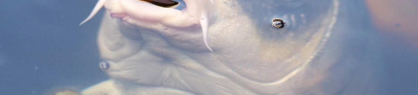 Buikwaterzucht herkennen en behandelen bij koi