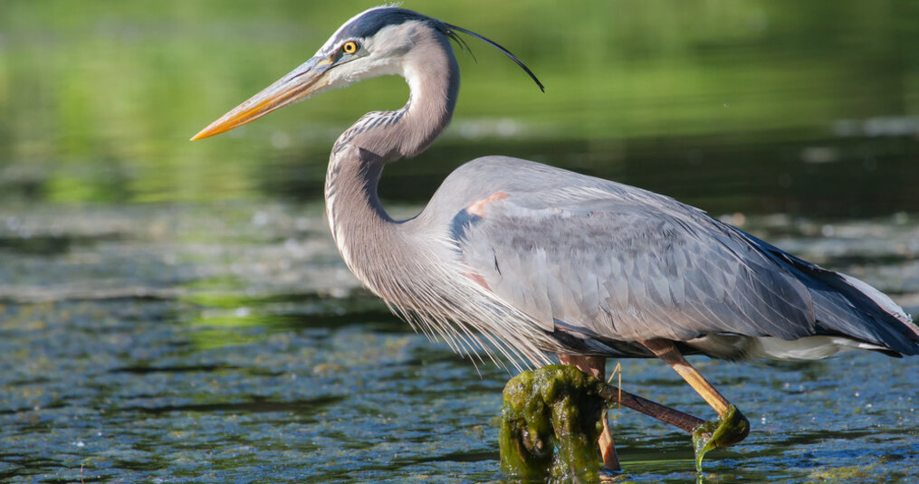 Je vijver beschermen tegen reigers? Wij geven je 7 tips! 