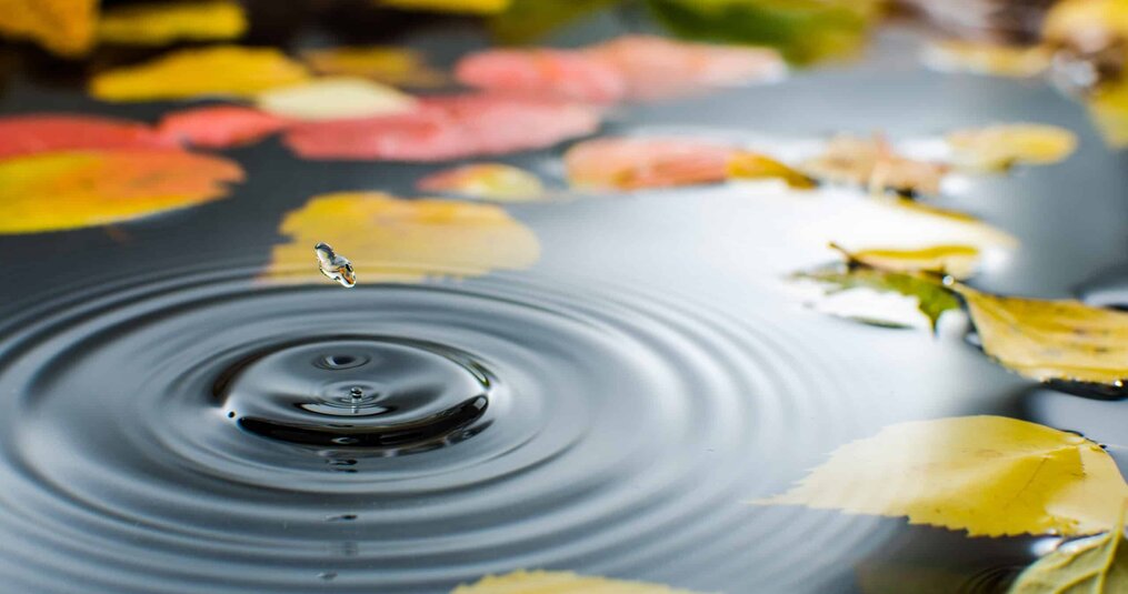 Onderhoud vijver in de herfst voor een gezonde vijver