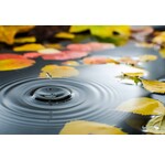 Herfst Deals voor je koi- en vijver