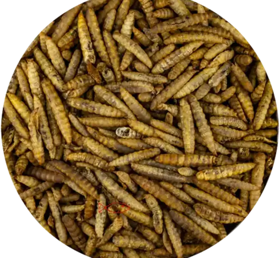 Vivani BSF Larven 2.5L