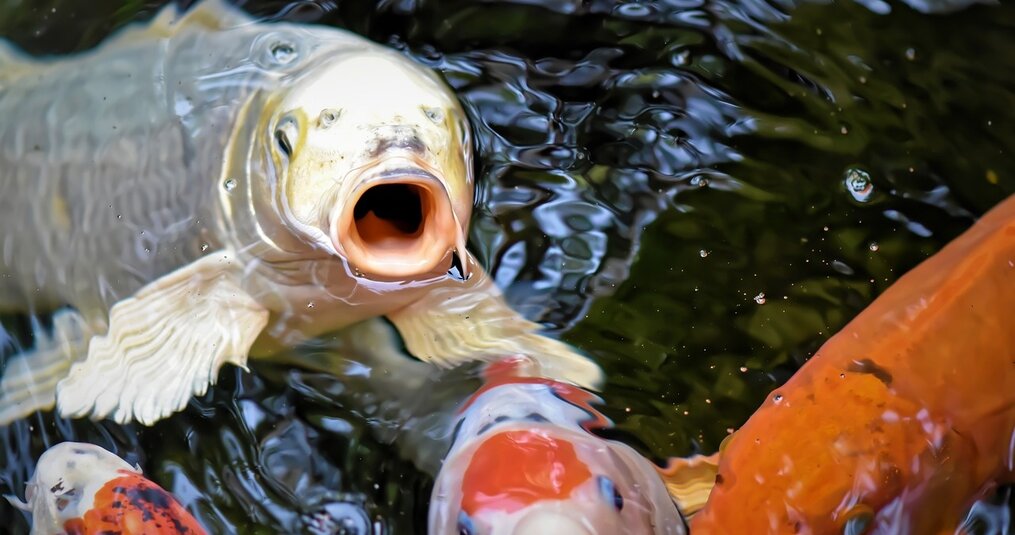 Help! Mijn vis zwemt op de kop