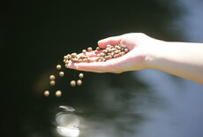 Koi wel of niet voeren in de winter? Zo voer je jouw koi optimaal tijdens de winter