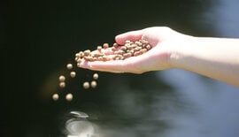 Koi wel of niet voeren in de winter? Zo voer je jouw koi optimaal tijdens de winter