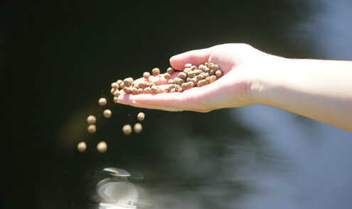 Koi wel of niet voeren in de winter? Zo voer je jouw koi optimaal tijdens de winter