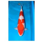 Koi assortiment