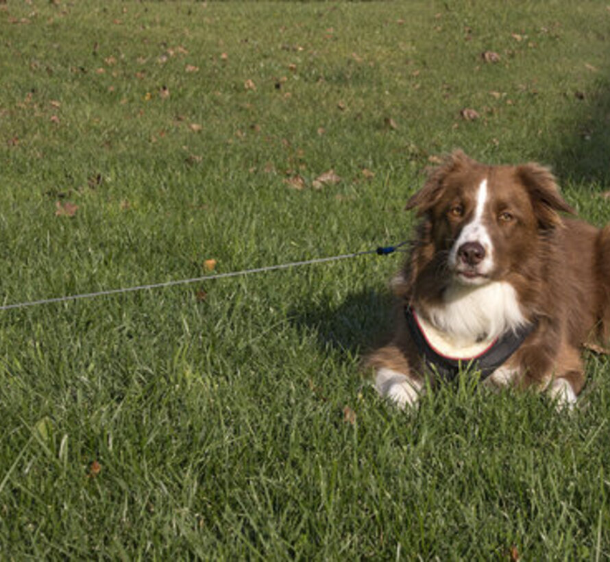 Petstages Intrekbare Oprollijn Small voor Honden van 0 tot 15kg