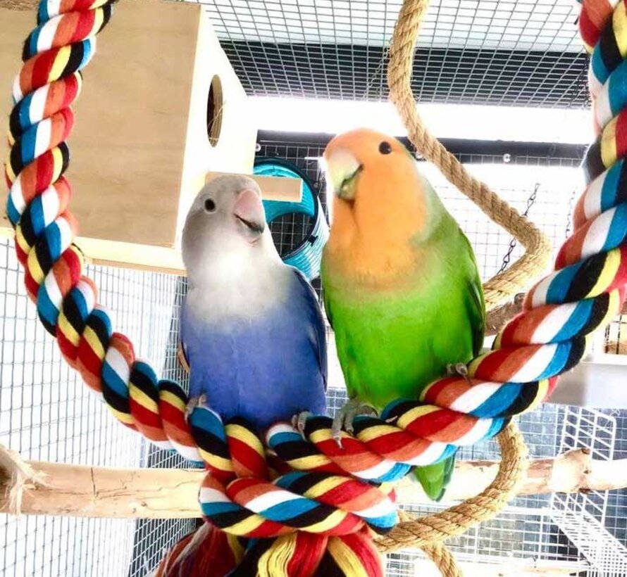 Quapas! Bird toy Circle coloured