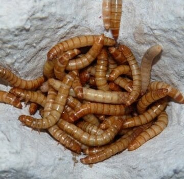 Meelwormen Bakje 50 gram