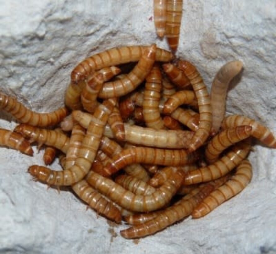 Meelwormen Bakje 50 gram