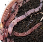 Regenwormen, doos (15 stuks)