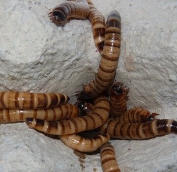 Reptofood Reptofood Moriowormen Bakje 50g