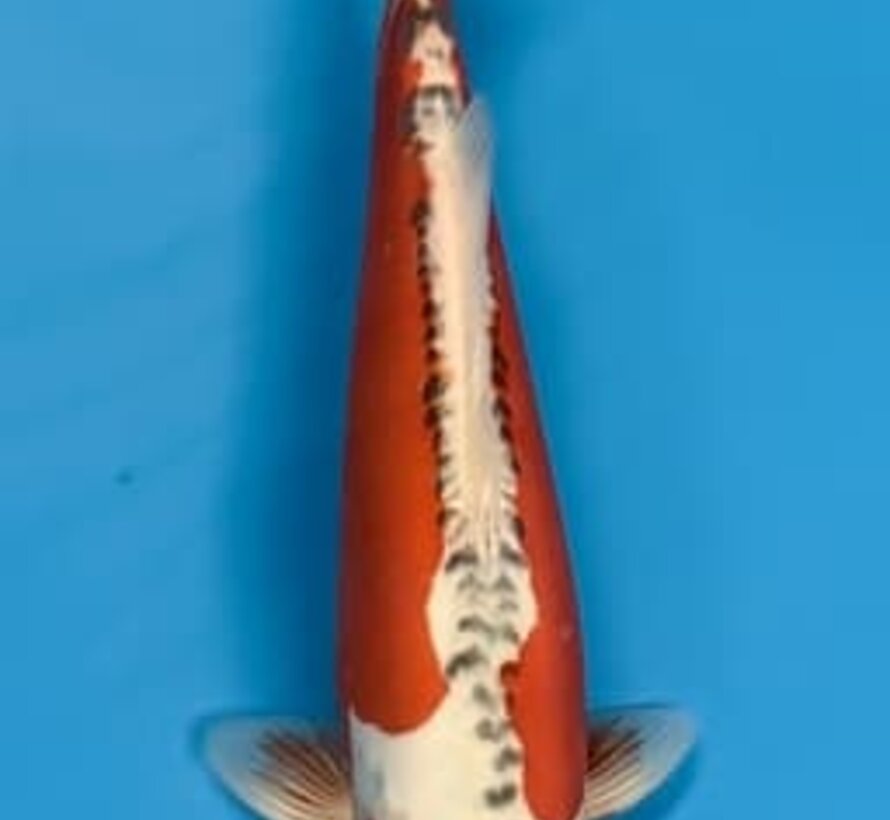 Shusui 38 cm Nisai