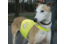 Zichtbaarheid hond