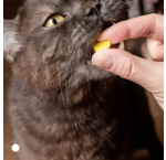 Kattenapotheek