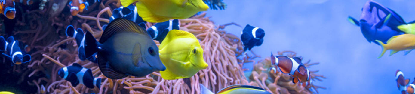 Hoe onderhoud je een aquarium?