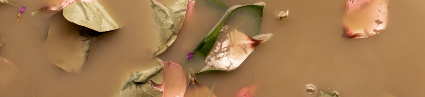 Bruin vijverwater, hoe komt het? En wat doe ik er aan?