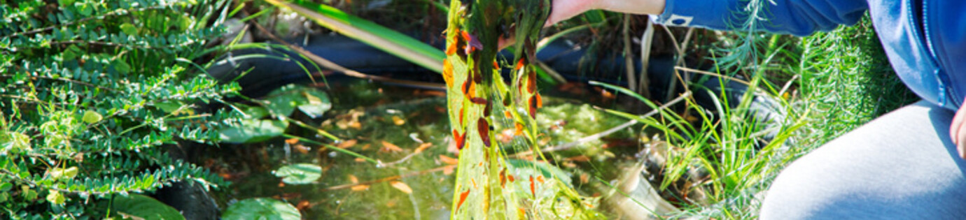 Het bestrijden van algengroei