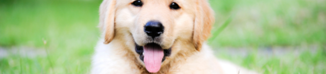 Beste hondenvoer voor je puppy: alles wat je erover moet weten