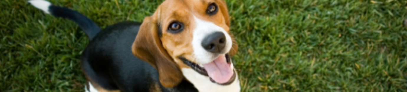 De meest gezonde hondensnacks voor jouw trouwe viervoeter