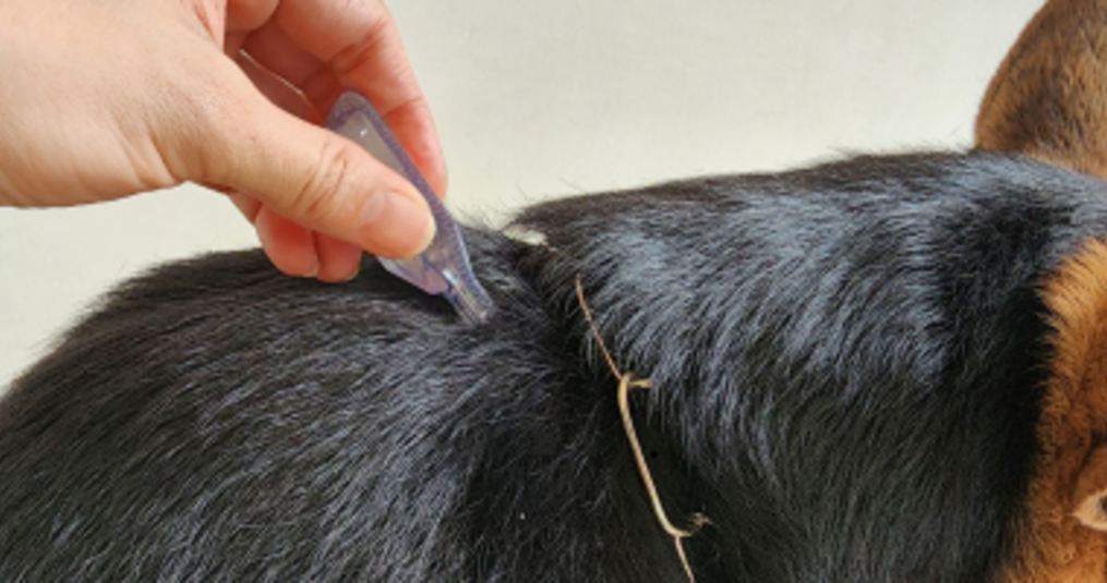 Vlooien bestrijden bij hond: alles wat je moet weten
