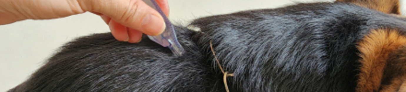 Vlooien bestrijden bij hond: alles wat je moet weten