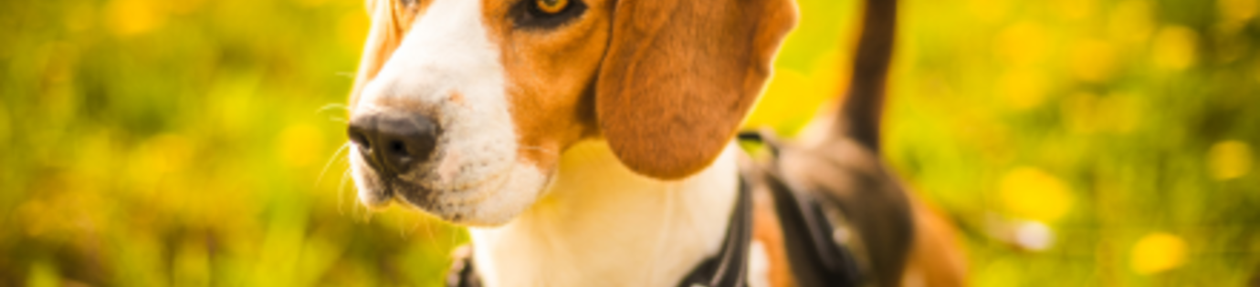 Manieren om je hond te laten wennen aan een tuigje