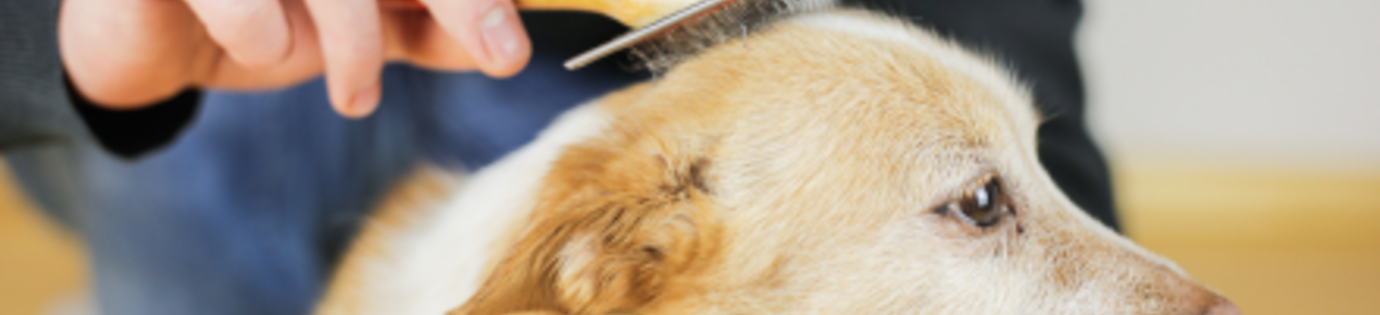 Vachtverzorging hond: Alles wat je moet weten