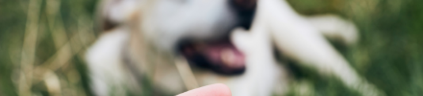 Teken verwijderen bij hond: Hoe pak je dat aan?