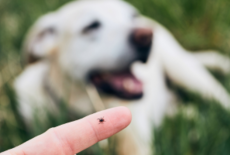 Teken verwijderen bij hond: Hoe pak je dat aan?