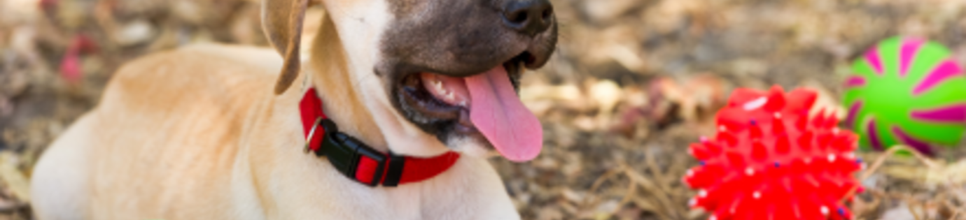Grote honden speelgoed: Welk speelgoed is geschikt voor grote honden?