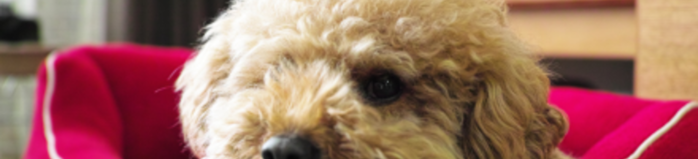 Welke maat hondenmand heb ik nodig?