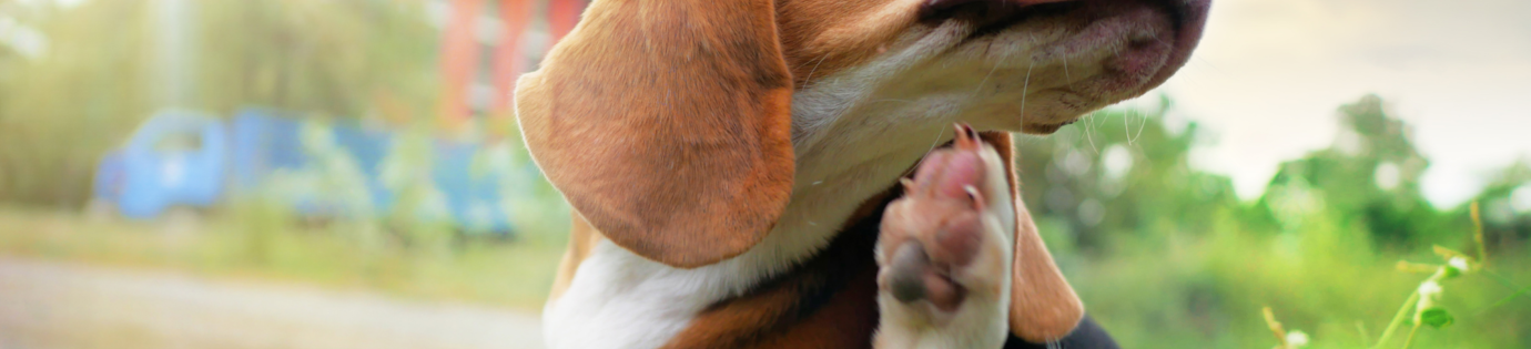 Parasieten hond: zo herken, behandel en voorkom je ze