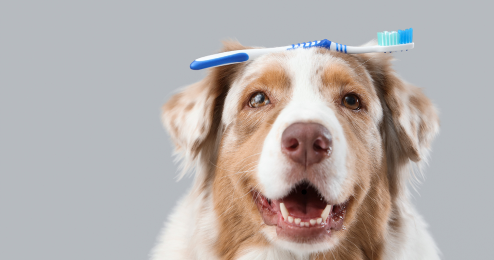 Hoe vaak tandenpoetsen bij je hond: dit moet je weten!