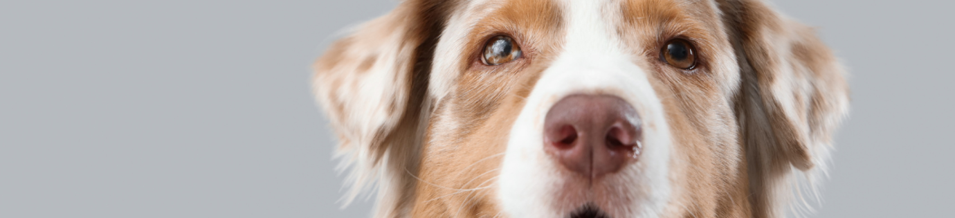 Hoe vaak tandenpoetsen bij je hond: dit moet je weten!