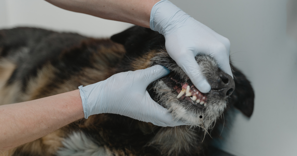 Ontstoken tandvlees bij honden: symptomen en behandeling