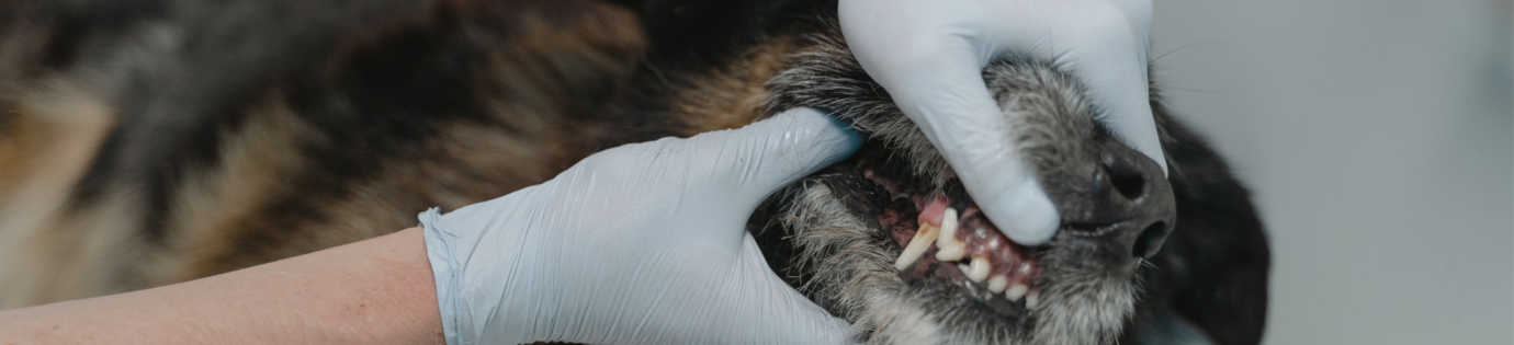 Ontstoken tandvlees bij honden: symptomen en behandeling