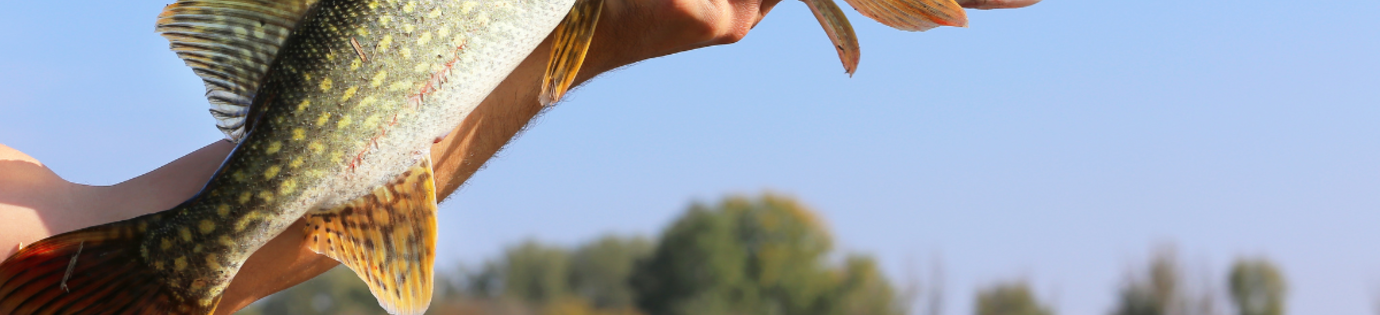 Vissen op snoek: ultieme gids voor beginners en experts